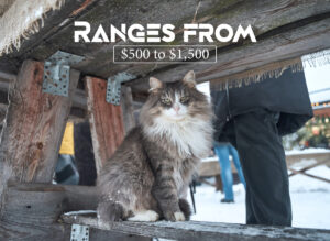 How much is a Norwegian Forest Cat worth