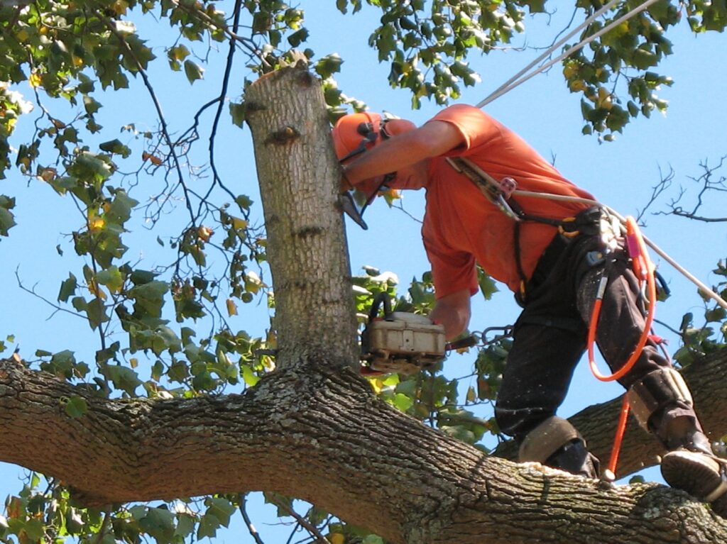 tree removal hills district