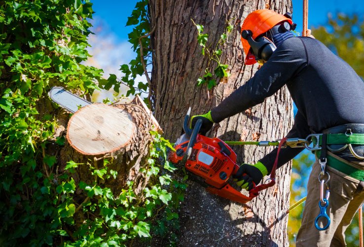 tree removal hills district