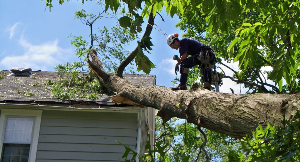 tree removal hill district