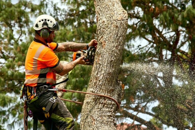 tree removal hills district