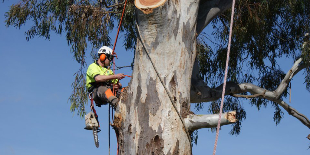 tree removal hills district