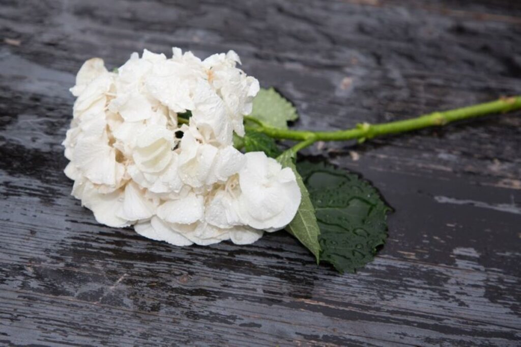 funeral flowers