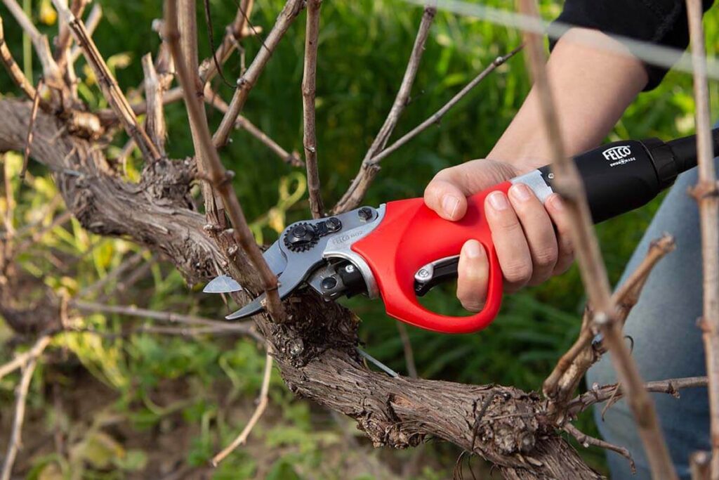 Tree Pruning Tools