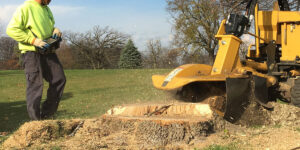 What Is Stump Grinding? A Complete Guide to the Process