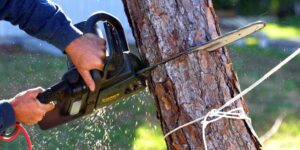 Tree Removal Inner West Solutions Tailored to Urban Environments