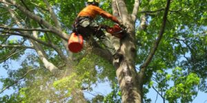 Tree Removal Blue Mountains for Managing Native and Large Trees