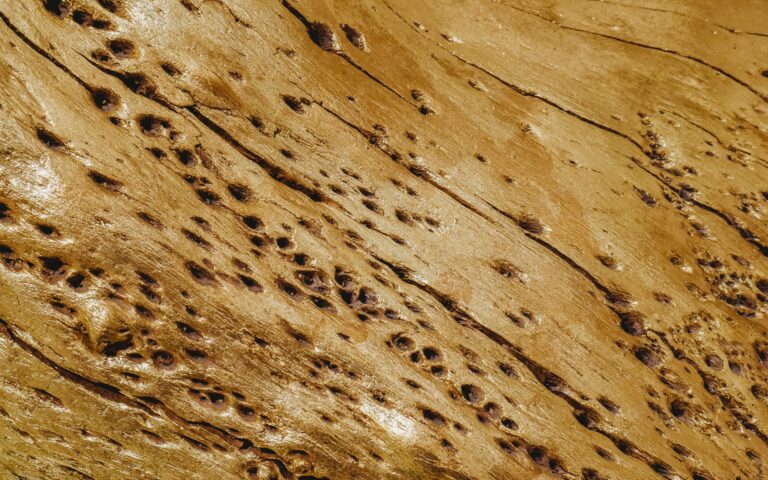 Termite Inspection Sydney