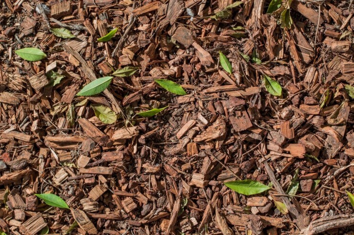 wood chips for garden