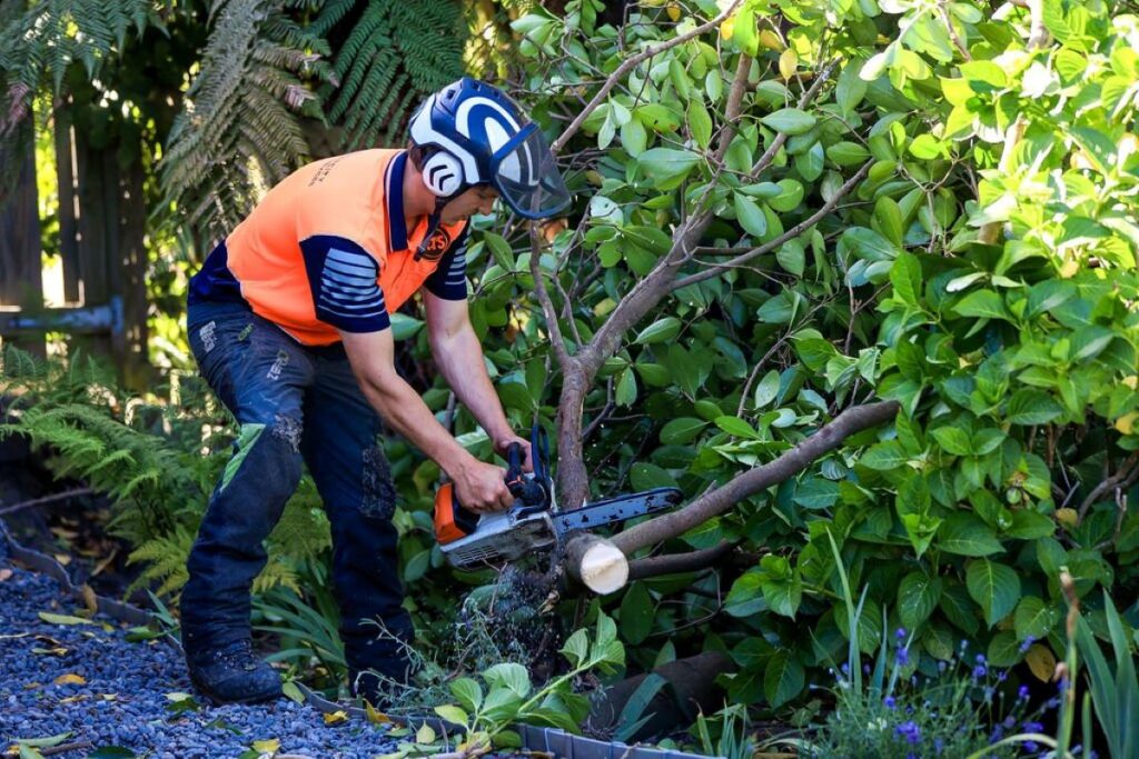 tree removal services North Shore