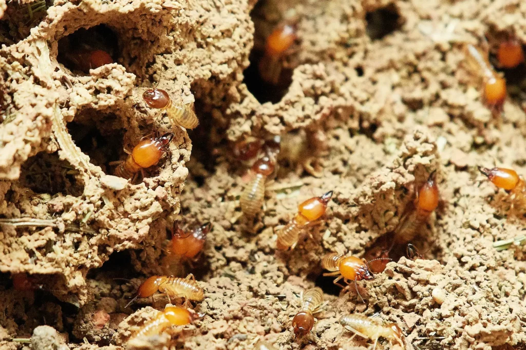 Termite Inspection Sydney