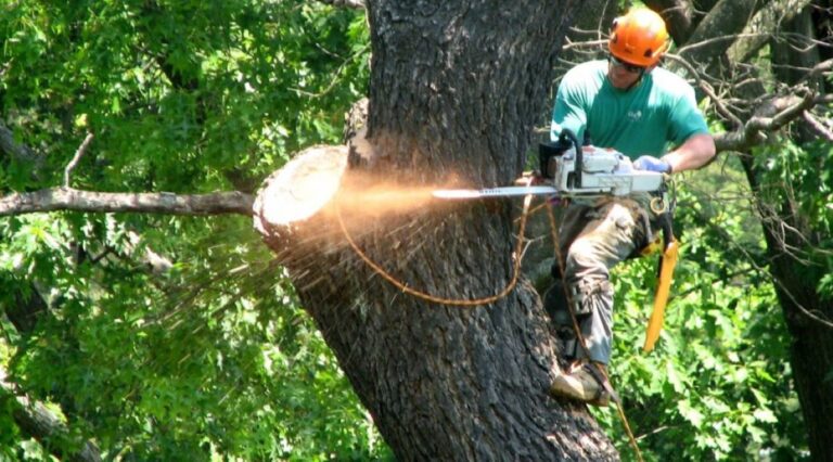 tree removal services North Shore