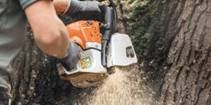 Tree Cutting Services and the Balance Between Development and Conservation