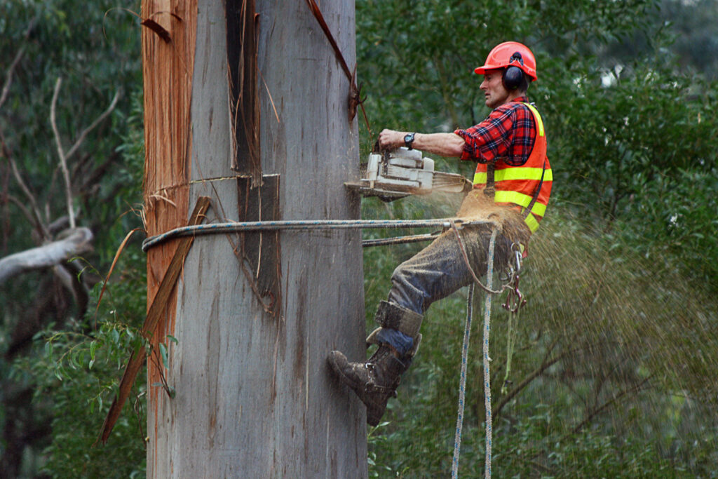 Tree Cutting Services and the Balance Between Development and Conservation