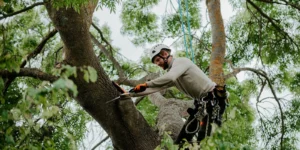How Tree Lopping Shapes the Sydney Cityscape and Social Memory