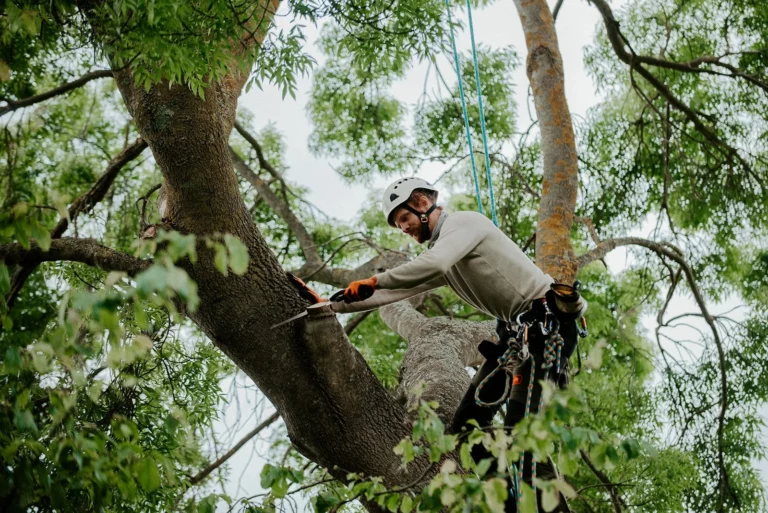 How Tree Lopping Shapes the Sydney Cityscape and Social Memory