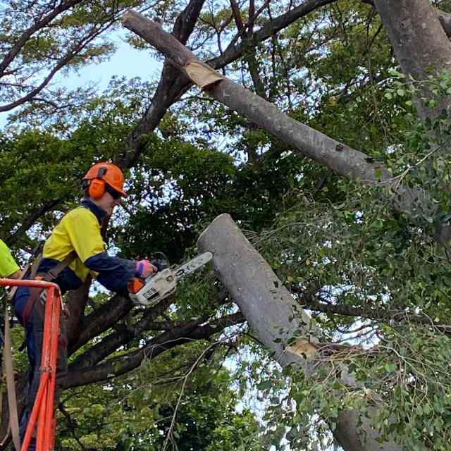 Reliable Tree Service