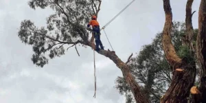 What a Reliable Tree Service Checks Before Starting Work
