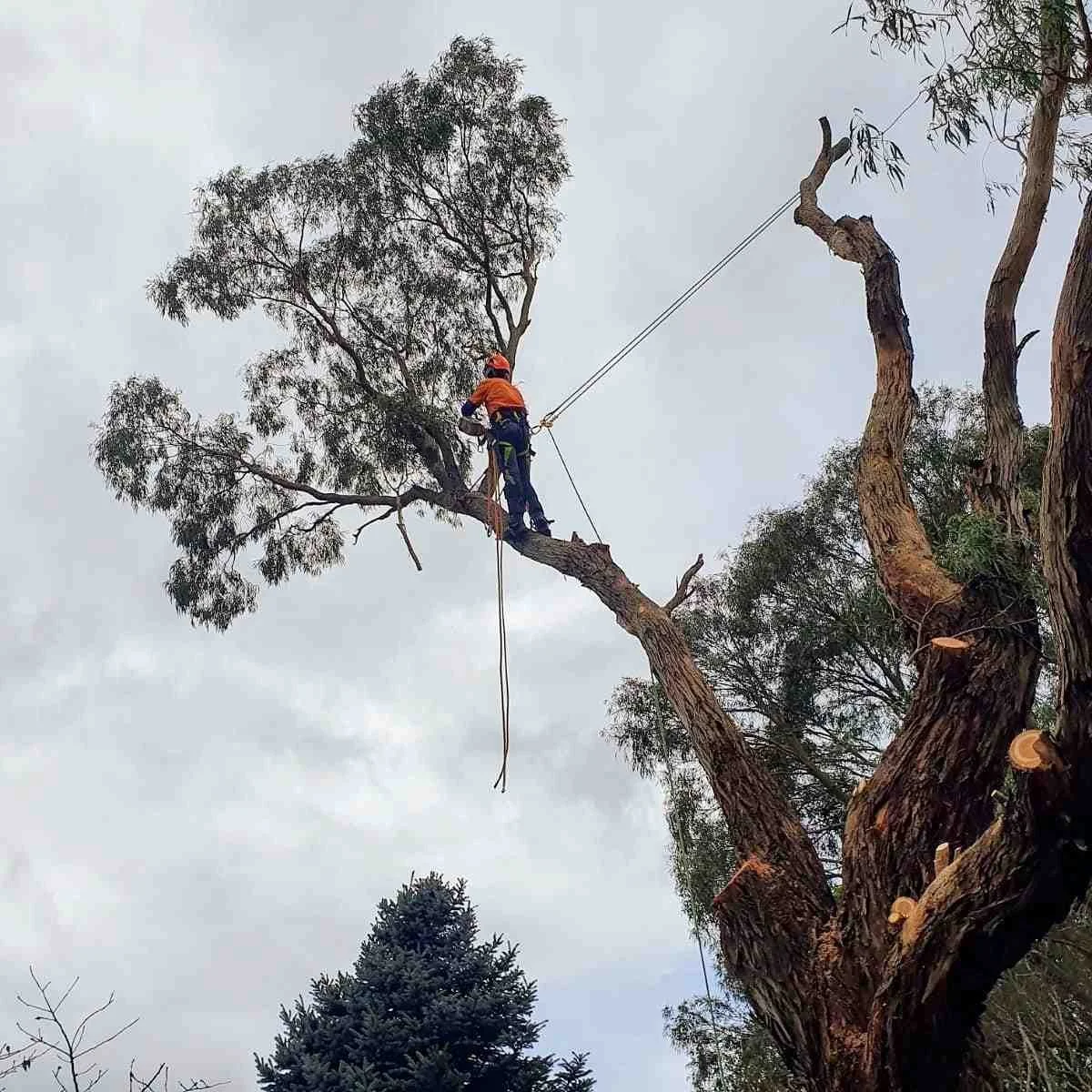 Reliable Tree Service