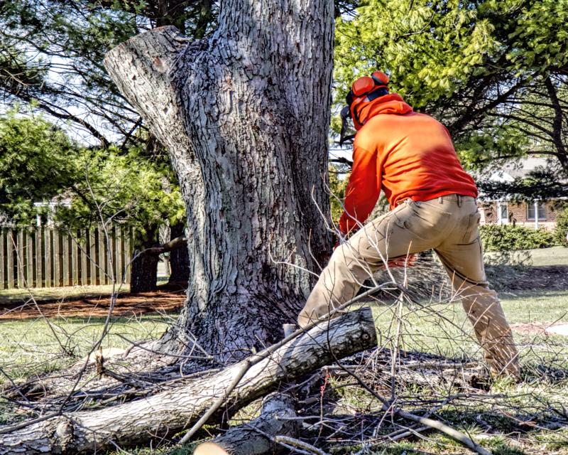 Tree Cutting