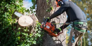 Is DIY Tree Cutting Ever Actually Worth the Risk?