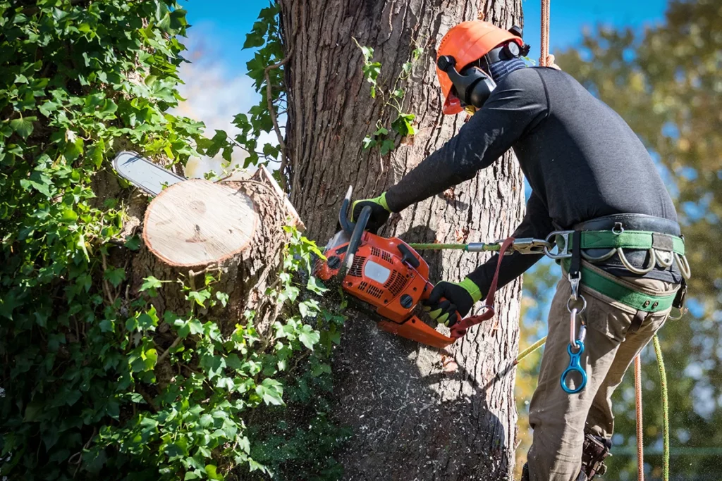 Tree Cutting